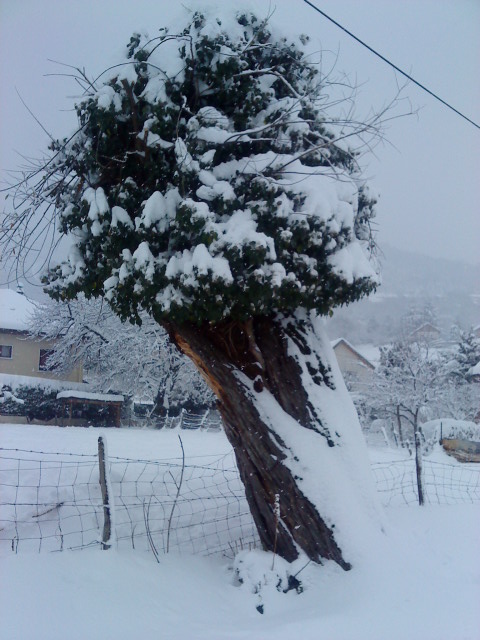 arbre hiver